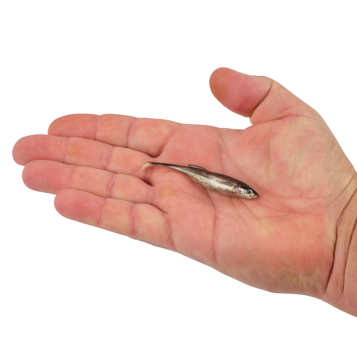Berkley PowerBait® Drip Swimmer